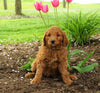 Goldendoodle For Sale Loudonville, OH Female- Hailey
