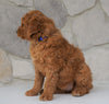 Goldendoodle For Sale Loudonville, OH Female- Hailey