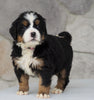 AKC Registered Bernese Mountain Dog For Sale Loudonville, OH Female- Allie