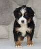 AKC Registered Bernese Mountain Dog For Sale Loudonville, OH Female- Allie