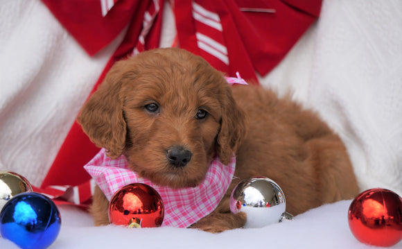 F1B Goldendoodle (Standard) For Sale Sugarcreek, OH Female- Sandy