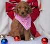 F1B Goldendoodle (Standard) For Sale Sugarcreek, OH Female- Sandy