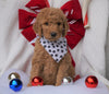 F1B Goldendoodle (Standard) For Sale Sugarcreek, OH Male- Arf