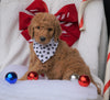 F1B Goldendoodle (Standard) For Sale Sugarcreek, OH Male- Arf