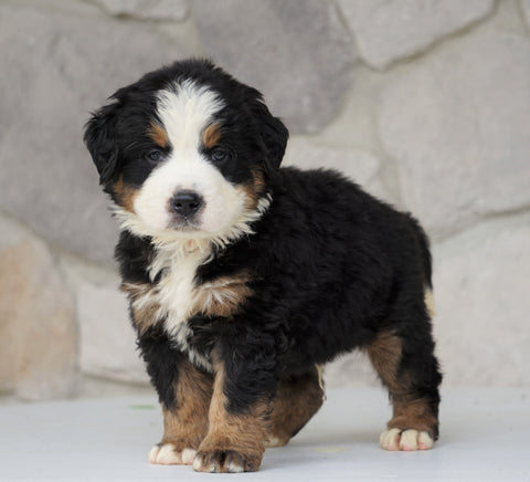 AKC Registered Bernese Mountain Dog For Sale Loudonville, OH Male- Jack