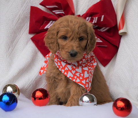 F1B Goldendoodle (Standard) For Sale Sugarcreek, OH Female- Bailey