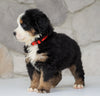 AKC Registered Bernese Mountain Dog For Sale Loudonville, OH Male- Jack
