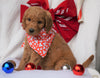 F1B Goldendoodle (Standard) For Sale Sugarcreek, OH Female- Bailey