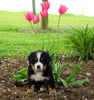 AKC Registered Bernese Mountain Dog For Sale Loudonville, OH Male- Regan