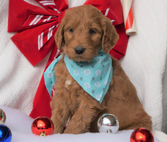 F1B Goldendoodle (Standard) For Sale Sugarcreek, OH Male- Cute Spot