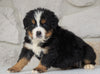 AKC Registered Bernese Mountain Dog For Sale Loudonville, OH Male- Regan