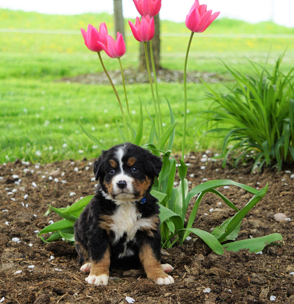 AKC Registered Bernese Mountain Dog For Sale Loudonville, OH Female- Mia