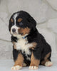 AKC Registered Bernese Mountain Dog For Sale Loudonville, OH Female- Mia