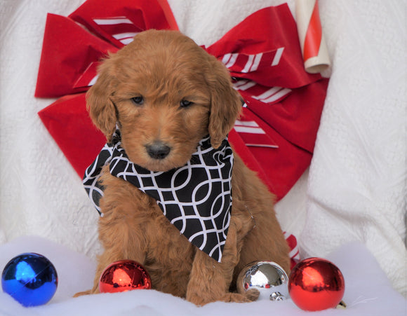 F1B Goldendoodle (Standard) For Sale Sugarcreek, OH Male- Sully