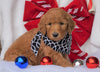 F1B Goldendoodle (Standard) For Sale Sugarcreek, OH Male- Sully