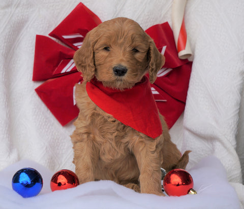 F1B Goldendoodle (Standard) For Sale Sugarcreek, OH Male- Benji