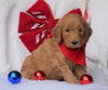 F1B Goldendoodle (Standard) For Sale Sugarcreek, OH Male- Benji