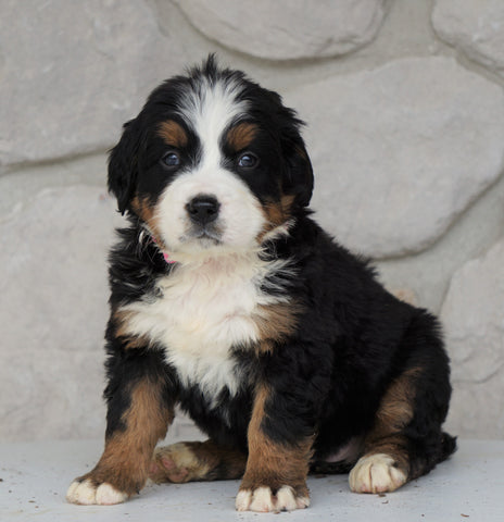 AKC Registered Bernese Mountain Dog For Sale Loudonville, OH Female- Rilla