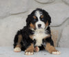 AKC Registered Bernese Mountain Dog For Sale Loudonville, OH Female- Reba