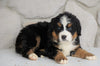 AKC Registered Bernese Mountain Dog For Sale Loudonville, OH Female- Reba