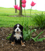 AKC Registered Bernese Mountain Dog For Sale Loudonville, OH Female- Stella