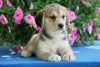 Huskalier Puppy For Sale Holmesville OH Female Gracie