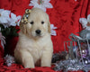 AKC Registered Golden Retriever For Sale Sugarcreek, OH Male- Rocky
