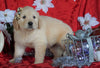 AKC Registered Golden Retriever For Sale Sugarcreek, OH Male- Rocky
