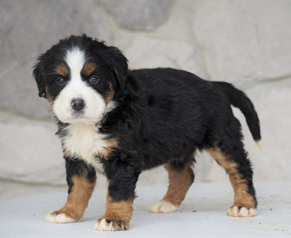 AKC Registered Bernese Mountain Dog For Sale Loudonville, OH Female- Stella