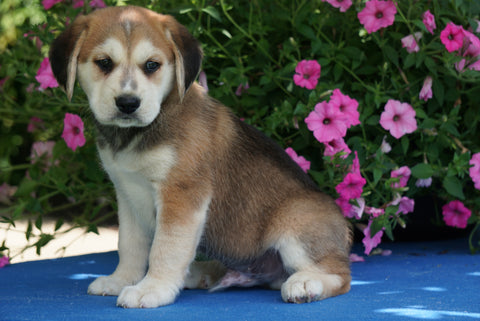 Huskalier Puppy For Sale Holmesville OH Male Max