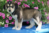 Huskalier Puppy For Sale Holmesville OH Male Danny