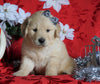 AKC Registered Golden Retriever For Sale Sugarcreek, OH Female- Amber