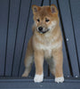 AKC Registered Shiba Inu For Sale Millersburg, OH Male- Nasa