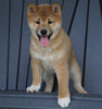 AKC Registered Shiba Inu For Sale Millersburg, OH Male- Nasa