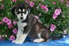 Huskalier Puppy For Sale Holmesville OH Male Marley