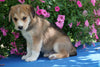 Huskalier Puppy For Sale Holmesville, OH Male Cody