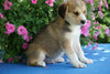 Huskalier Puppy For Sale Holmesville, OH Male Cody