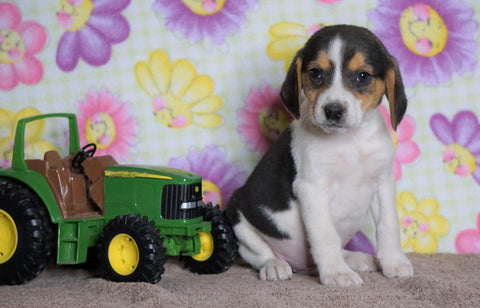 Beagle Puppy For Sale Fredericksburg, OH Male- Hunter