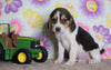 Beagle Puppy For Sale Fredericksburg, OH Male- Hunter