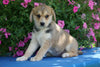 Huskalier Puppy For Sale Holmesville, OH Female Gabby