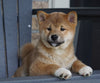 AKC Registered Shiba Inu For Sale Millersburg, OH Male- Nasa