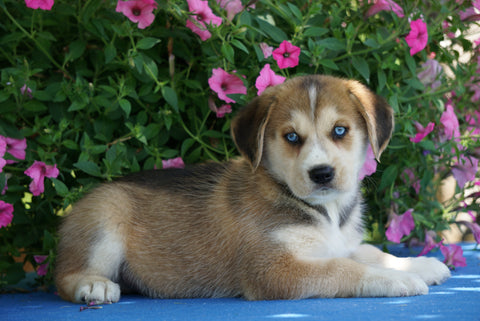 Huskalier Puppy For Sale Holmesville OH Male Ollie
