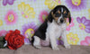 Beagle Puppy For Sale Fredericksburg, OH Female- Misty