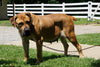 Boerboel For Sale Holmesville, OH Female Tuesday