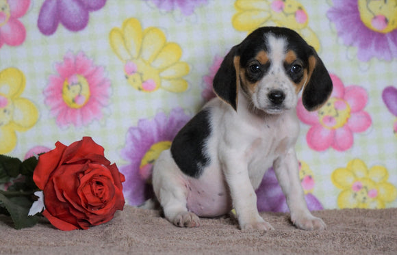 Beagle Puppy For Sale Fredericksburg, OH Female- Lucy