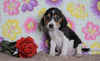 Beagle Puppy For Sale Fredericksburg, OH Female- Pebbles