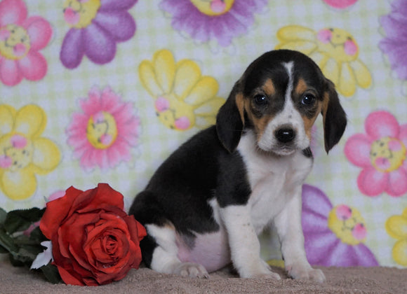 Beagle Puppy For Sale Fredericksburg, OH Female- Pebbles