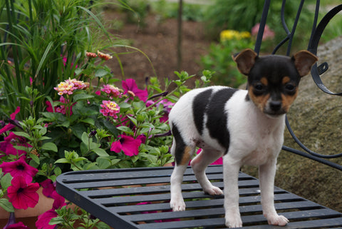 Toy Fox Terrier/ Jack Russel For Sale Apple Creek OH Female Oreo