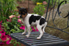 Toy Fox Terrier/ Jack Russel For Sale Apple Creek OH Female Oreo