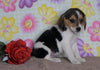 Beagle Puppy For Sale Fredericksburg, OH Female- Hershey